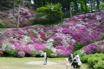 Azalea Season at Daikozenji Temple