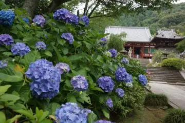 Hydrangea Season at Yatadera Temple 2026