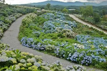 Hydrangea Festival at Jupia Land Hirata 2026