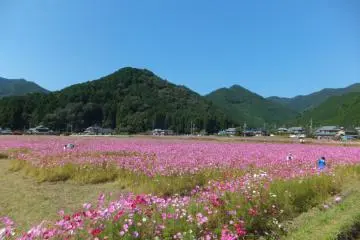 Colorful autumn cosmos flanked by mountains