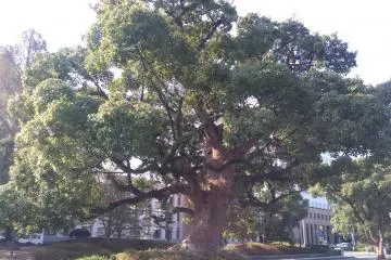  Trees everywhere  