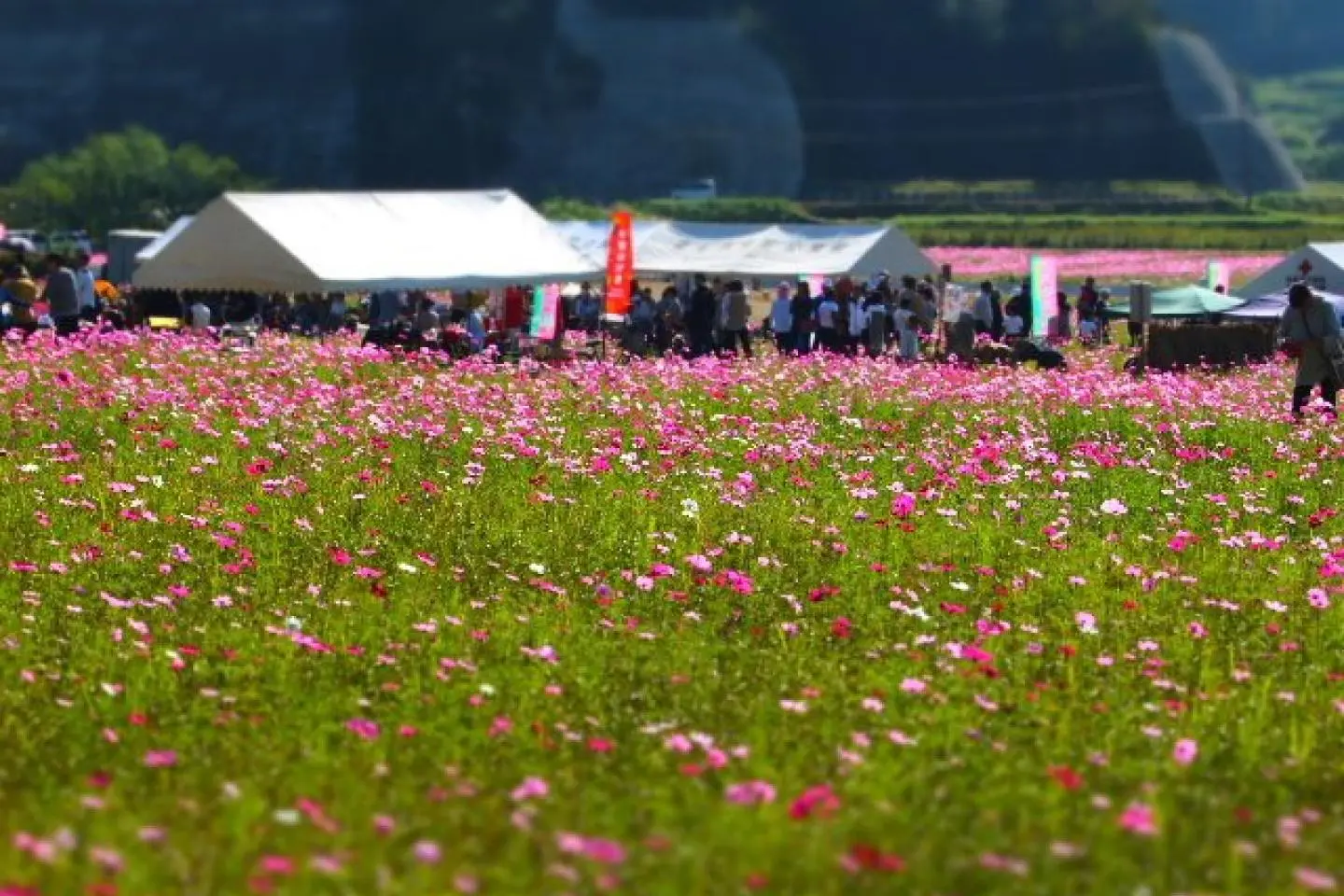 Maenohama Cosmos Festival 2026