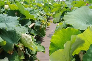 <p>ทางเดินผ่านทุ่งดอกบัว</p>