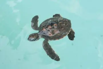 Turtles of Chichijima