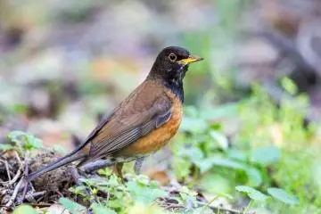Birds of Miyakejima