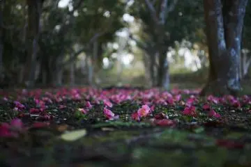 Toshima's blanket of camellias