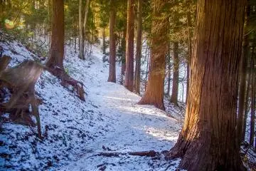  After about a further 20 minutes into the hike, you can see the first signs of winter