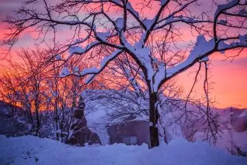 Early morning beauty just outside the door of Myoko House