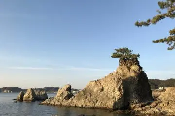 The senganmatsu pine tree at the rear of the shrine