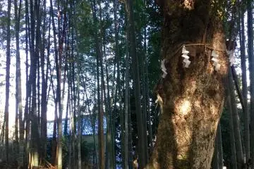 Large tree with a sacred straw festoon