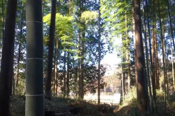 Pondering the light through the bamboo grove