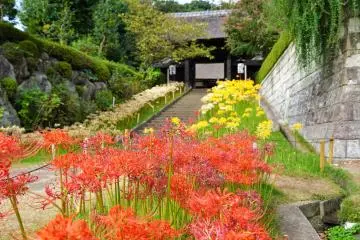 Spider lilies bloom on the grounds of Saihoji Temple in Yokohama
