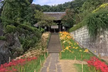 The walkway to the temple is lined with spider lilies of varying colors