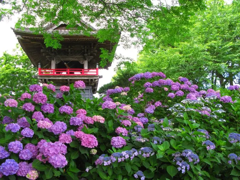 Hydrangea Season at Nogoji Temple - Kumagaya, Saitama - Japan Travel