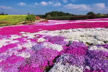 Spring Blooms at the Matsumoto Azalea Garden