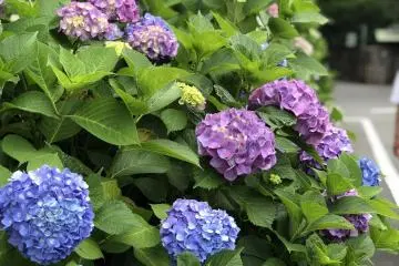 Hydrangeas in Season (June) 