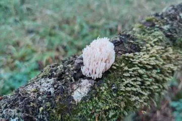 More Mushrooms