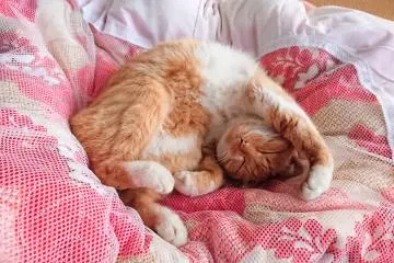 the cat Chai