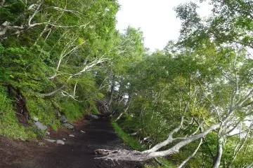Forest at the base of Mount Fuji. 