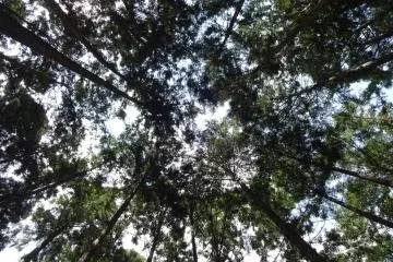 Lie down and look up to get a new perspective on life.