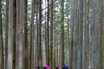 The forest has many shapes and colors. 