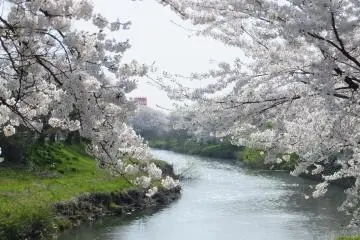 Taihei River Sakura Festival 2026