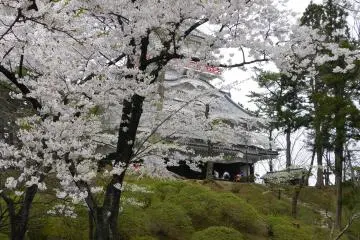 Senshu Park Sakura Festival 2027