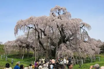 Miharu Takizakura in Bloom 2026