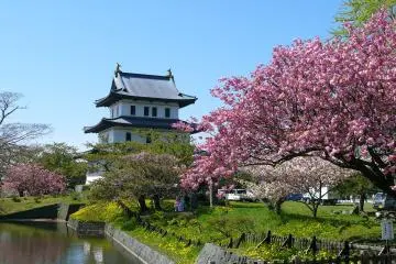 Beautiful blooms at Matsumae Park