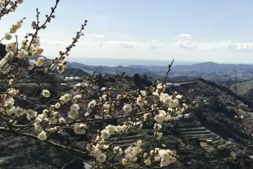 Celebrating Ume - Hanami in Tanabe 2027