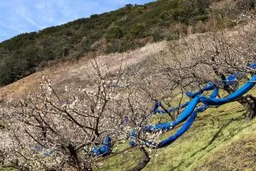 Plum trees cover the hillsides. The blue plastic sheets will be rolled out in June for harvesting the green plums. 