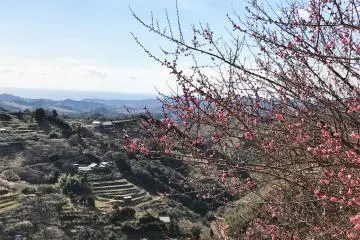Plum blossoms are not only white but there are also pink, red and yellow blossoms