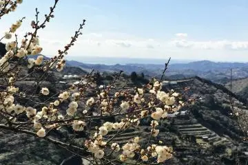 From the ume orchard you can see the ocean in the distance