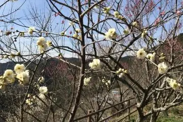 Not all trees blossom at the same time