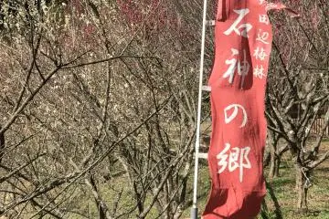 Kishu Ishigami Tanabe Ume Orchards and the Minabe Ume Orchards in the local neighborhood are large