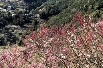 Plum blossoms can be quite colorful in shades of pink and red