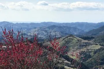 Overlooking the hillside covered in plum trees