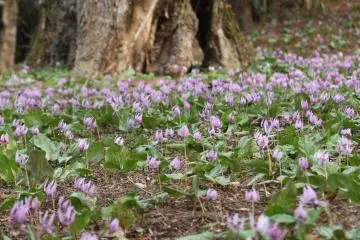 Dogtooth Violets at Katakuri no Sato 2027