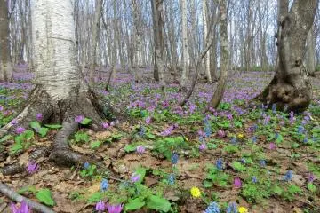 Dogtooth Violets at Totsushozan 2026