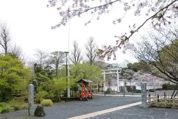 Sakura Season at Omura Park