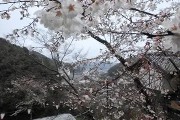Sakura at Makino Park
