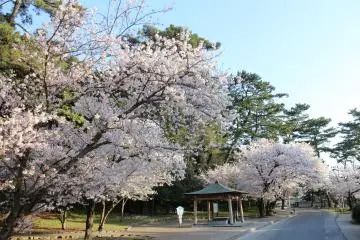 Sakura Season at Kagawa's Kotohiki Park