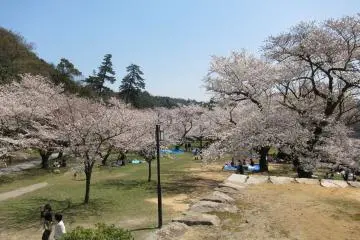 Blue skies, pink blossoms = perfection!