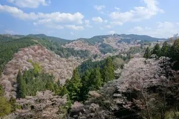 Mount Yoshino Sakura Festival 2027