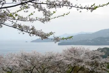 The Yunoko Cherry Line in Kumamoto