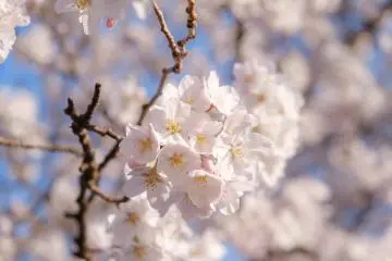 Sakura season is full of beauty