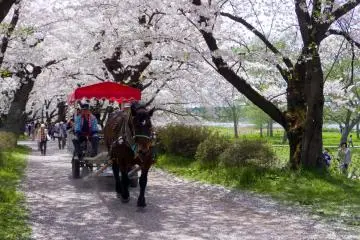 Kitakami Tenshochi Park, Iwate