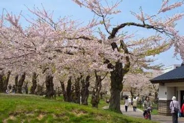 Trees at the Goryokaku