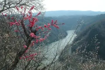 Plum Blossoms at Tsukigase Plum Grove 2027