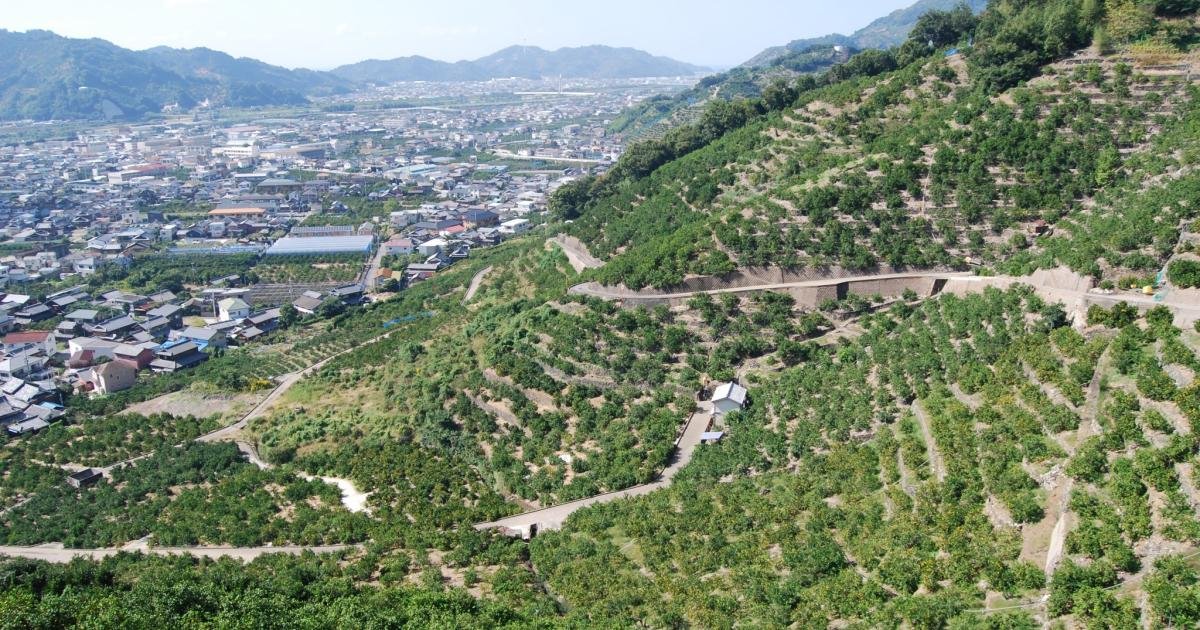 mikan農園 Visiting Mikan Orchards in Arida - Wakayama - Japan Travel